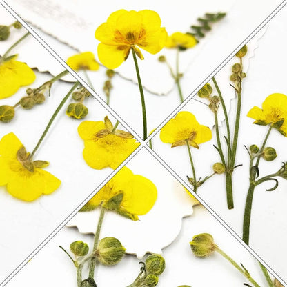 Dried Flower Specimen Pressed Dried Buttercup Flowers for Scrapbooking DIY Craft Candle Resin Jewelry Pendant Press