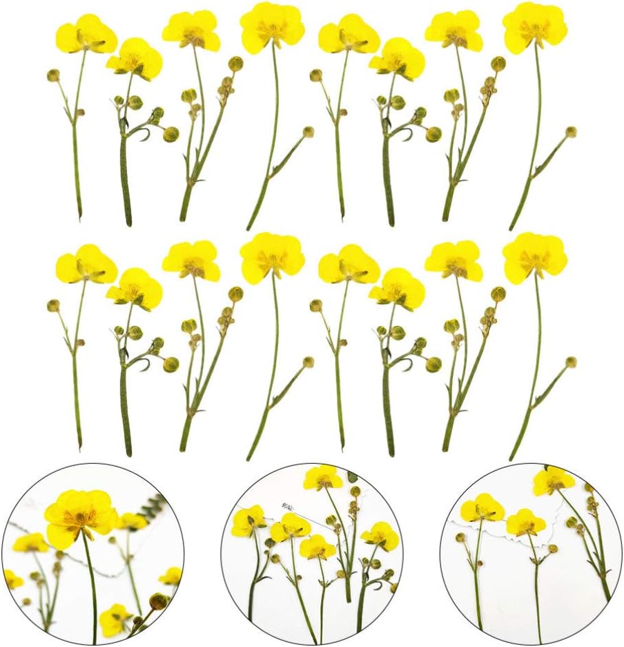 Dried Flower Specimen Pressed Dried Buttercup Flowers for Scrapbooking DIY Craft Candle Resin Jewelry Pendant Press