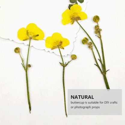 Dried Flower Specimen Pressed Dried Buttercup Flowers for Scrapbooking DIY Craft Candle Resin Jewelry Pendant Press