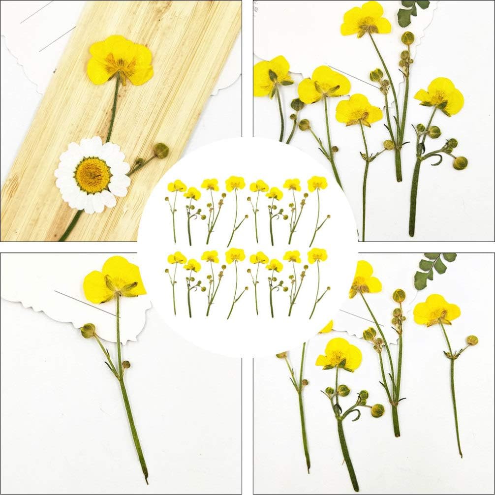 Dried Flower Specimen Pressed Dried Buttercup Flowers for Scrapbooking DIY Craft Candle Resin Jewelry Pendant Press