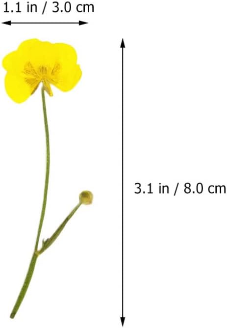 Dried Flower Specimen Pressed Dried Buttercup Flowers for Scrapbooking DIY Craft Candle Resin Jewelry Pendant Press