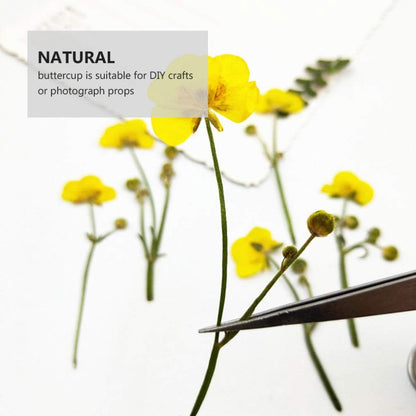 Dried Flower Specimen Pressed Dried Buttercup Flowers for Scrapbooking DIY Craft Candle Resin Jewelry Pendant Press