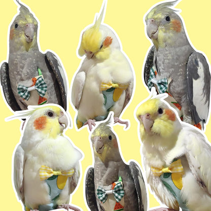 Bird Diaper Flight Suit with 80-inch Leash Rope, M Size, Yellow | Includes Flight Suit, 80-inch Elastic Leash and 1 Cotton Pad. For Bird Parrot Cockatiel, Conure and Similar Parrot (80-105 g)