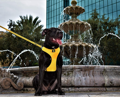 Reflective Dog Leash, Comfort Walking Leash, Yellow, Durable | Eco Friendly Recycled Water Bottle Dog Leash with Padded Handle, Soft & Strong Dog Leashes for Small, Medium or Large Dogs