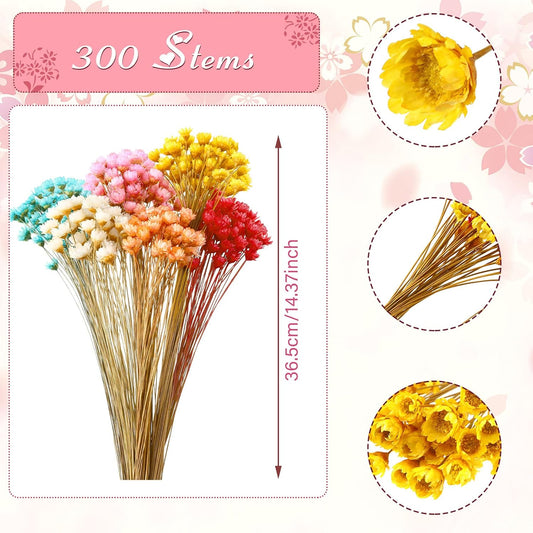 300 Stems Dried Flowers Brazilian Small Star Daisy Decorative Flowers Colorful Natural Dry Bouquet Mini Daisy Chamomile for DIY Home Wedding Floral Arrangements