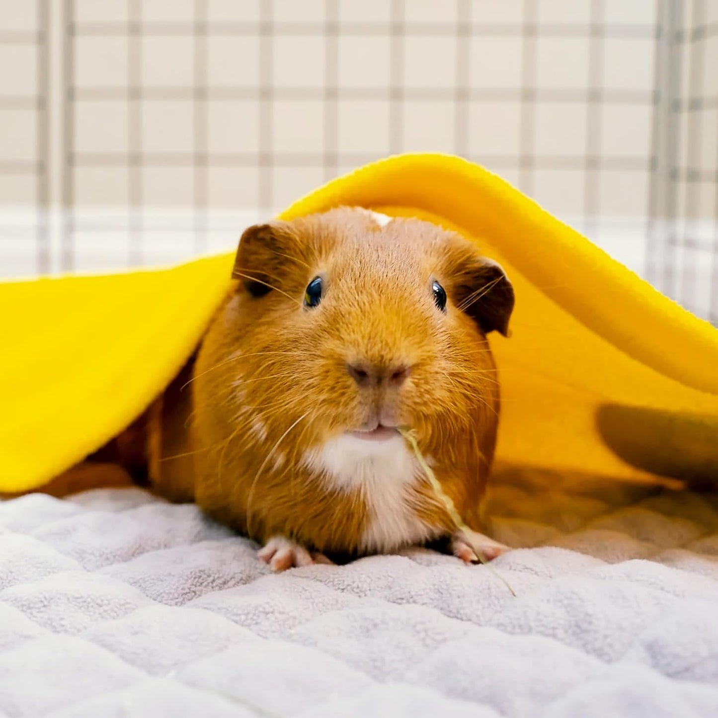 Original Reusable Cage Liner – Yellow Fleece Bedding with Burrowing Pocket – Extra Absorbent Core & Waterproof Bottom – Fits C&C 2x4 Guinea Pig Cages – Small Animal Supplies