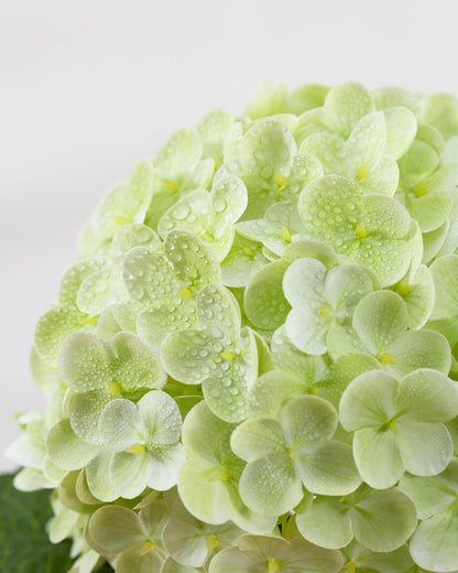 Hydrangea Artificial Flowers, Yellow, 3Pcs | Latex Real Touch Hydrangeas with Long Stems & Leaves for Home Decor Party Floral Arrangements Wedding Bouquets Centerpieces