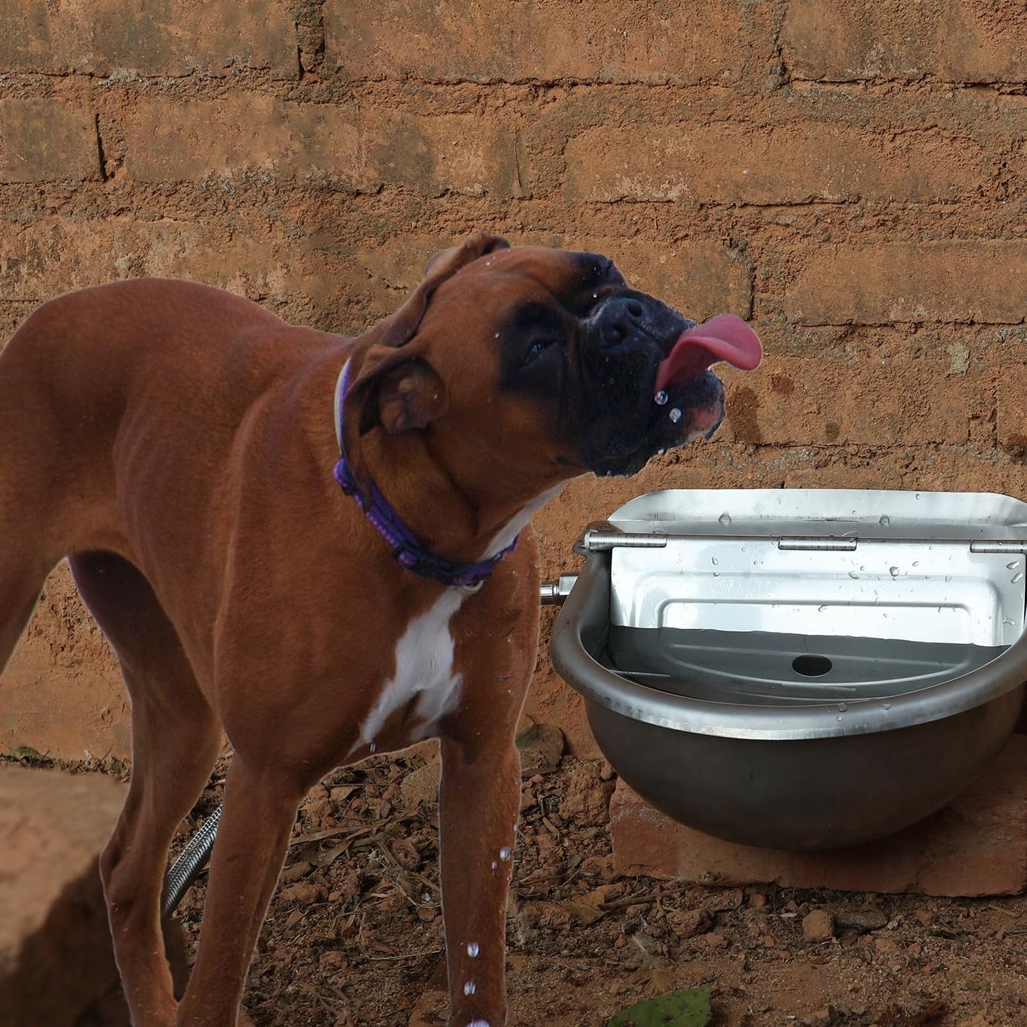 Automatic Dog Water Bowl Dispenser Large Size Pet Waterer Feeder Stainless-Steel Water Trough for Poultry and Small Livestock