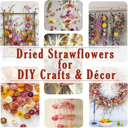 30Pcs Dried Strawflowers Bouquet, 14 - 17" Real Dried Daisy Flowers with Long Stems for Wedding, Farmhouse, Table & Home Decor, Yellow & Orange Fall Floral for Vase or DIY Arrangement