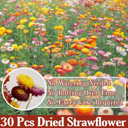 30Pcs Dried Strawflowers Bouquet, 14 - 17" Real Dried Daisy Flowers with Long Stems for Wedding, Farmhouse, Table & Home Decor, Yellow & Orange Fall Floral for Vase or DIY Arrangement