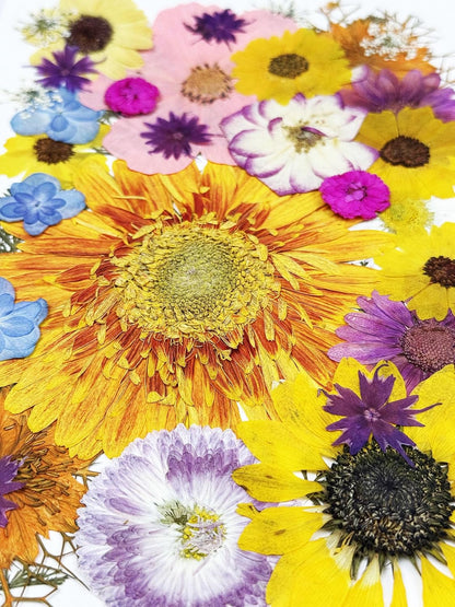 35 pcs Real Pressed Dried Flowers Mixed Mini Rose,Yellow Sunflowers for Greeting Cards Resin Craft DIY Art Floral Decors