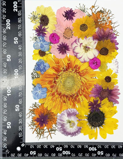 35 pcs Real Pressed Dried Flowers Mixed Mini Rose,Yellow Sunflowers for Greeting Cards Resin Craft DIY Art Floral Decors