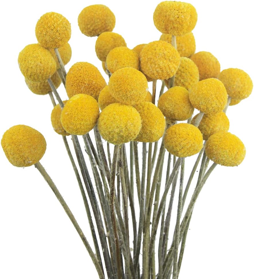 30 Pcs Natural Dried Flowers Craspedia Billy Balls Flowers Yellow Dried Craspedia Flowers Billy Buttons Floral Bouquet for Flower Arrangements Wedding Home Tall Vase Decor Fall Autumn