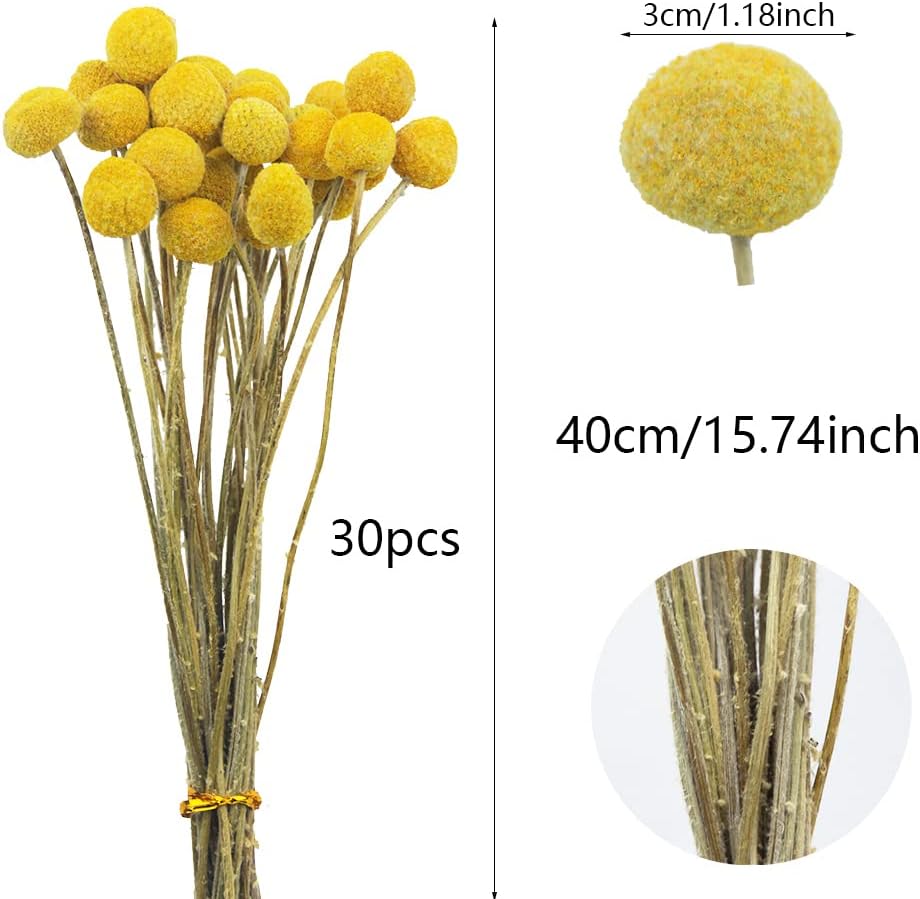 30 Pcs Natural Dried Flowers Craspedia Billy Balls Flowers Yellow Dried Craspedia Flowers Billy Buttons Floral Bouquet for Flower Arrangements Wedding Home Tall Vase Decor Fall Autumn