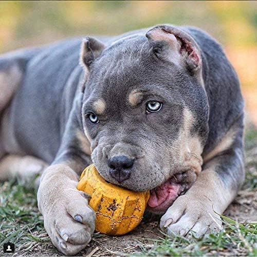 Industrial Dog Gear – Durable Dog Treat Dispenser & Chew Toy Made in USA from Non-Toxic, Pet-Safe, Food Safe Natural Rubber for Mental Stimulation, Problem Chewing, Calming Nerves & More