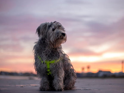 Reflective Step-in Adjustable Harness for Small Dogs; matching collar and lead available, Yellow
