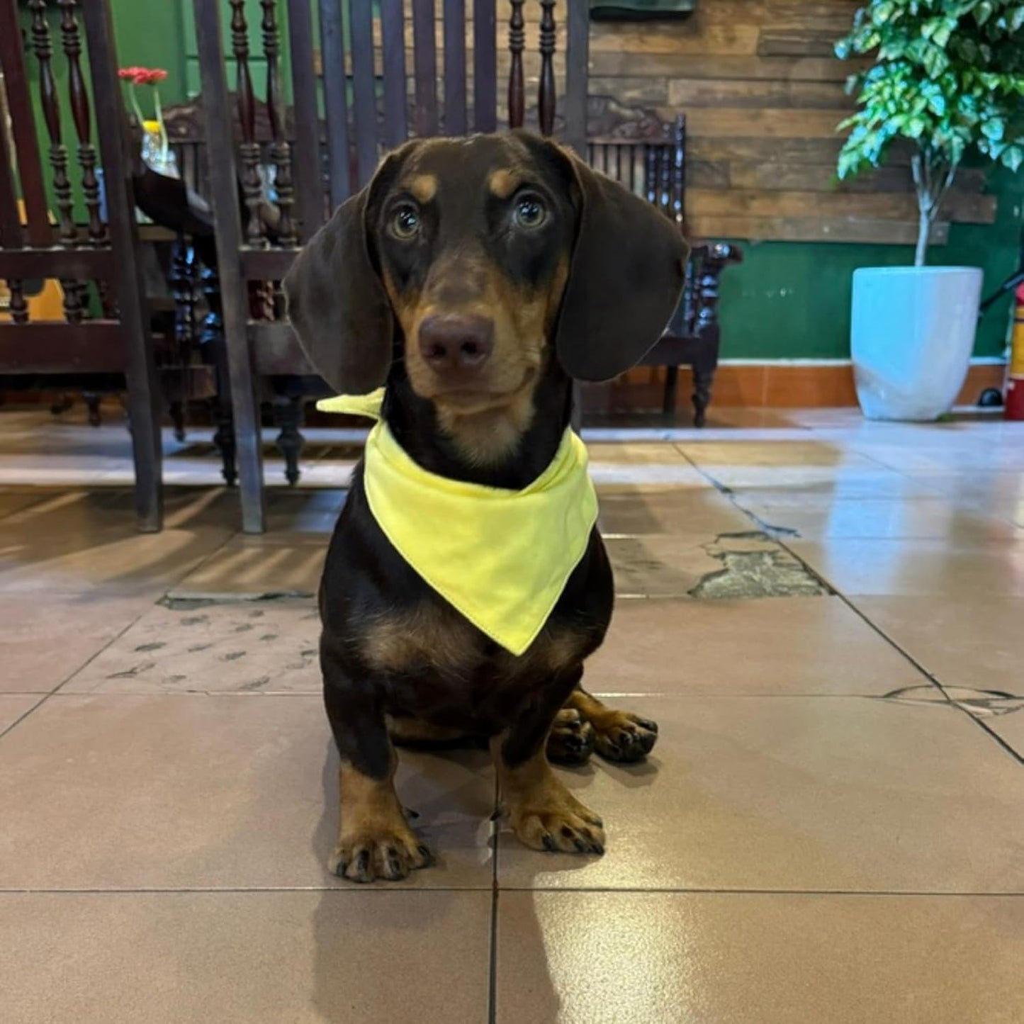 Premium Solid Yellow Dog Bandana, Luxury Soft Cotton Adjustable Triangle Scarf for Medium Dogs, Comfortable, Stylish, and Customizable for All Seasons, Dog Accessories