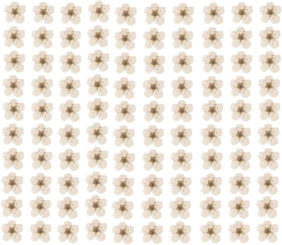 Pressed Flower for Resin Small Plum Blossom Narcissus, Dried Flower, Real Flower, Nail Flower Material, Glue Drop, Mobile Phone case, Hand Made 100pcs/pack (White)