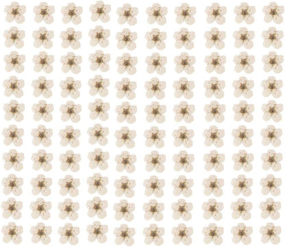 Pressed Flower for Resin Small Plum Blossom Narcissus, Dried Flower, Real Flower, Nail Flower Material, Glue Drop, Mobile Phone case, Hand Made 100pcs/pack (White)