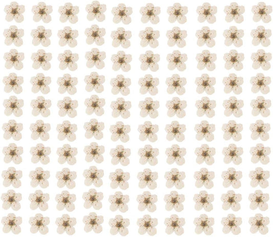 Pressed Flower for Resin Small Plum Blossom Narcissus, Dried Flower, Real Flower, Nail Flower Material, Glue Drop, Mobile Phone case, Hand Made 100pcs/pack (White)