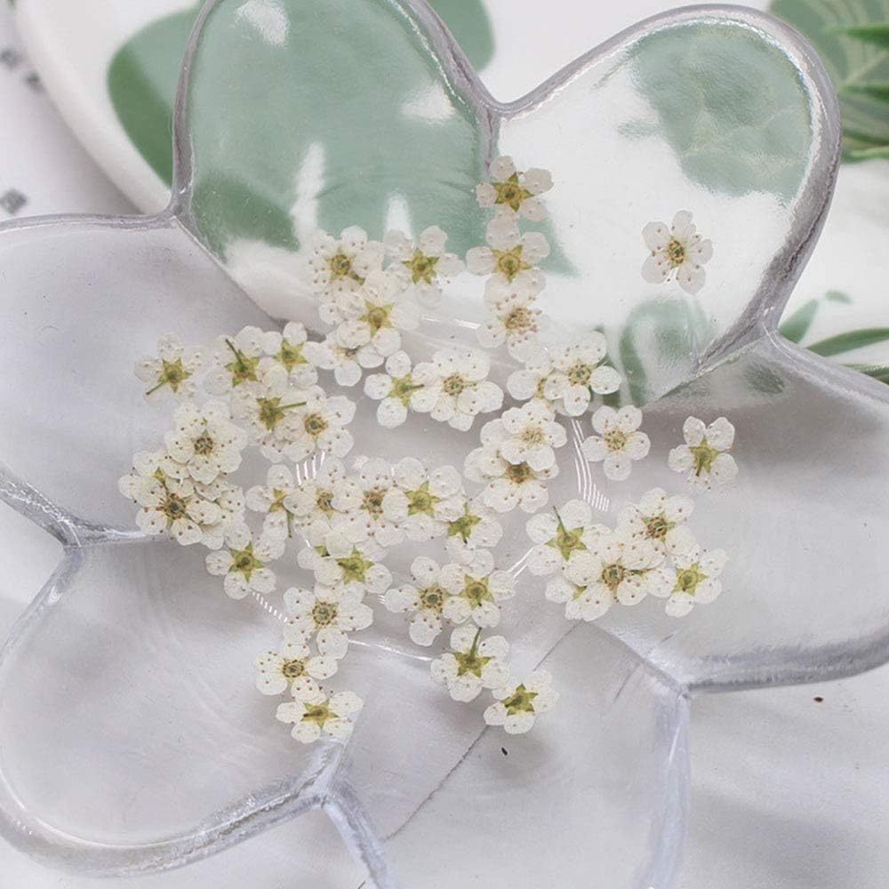 Pressed Flower for Resin Small Plum Blossom Narcissus, Dried Flower, Real Flower, Nail Flower Material, Glue Drop, Mobile Phone case, Hand Made 100pcs/pack (White)