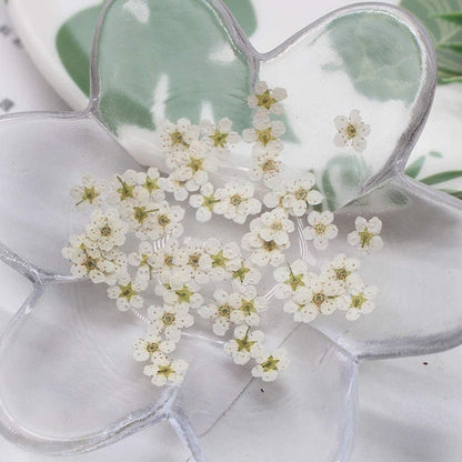 Pressed Flower for Resin Small Plum Blossom Narcissus, Dried Flower, Real Flower, Nail Flower Material, Glue Drop, Mobile Phone case, Hand Made 100pcs/pack (White)