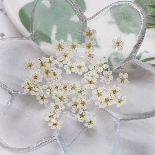 Pressed Flower for Resin Small Plum Blossom Narcissus, Dried Flower, Real Flower, Nail Flower Material, Glue Drop, Mobile Phone case, Hand Made 100pcs/pack (White)