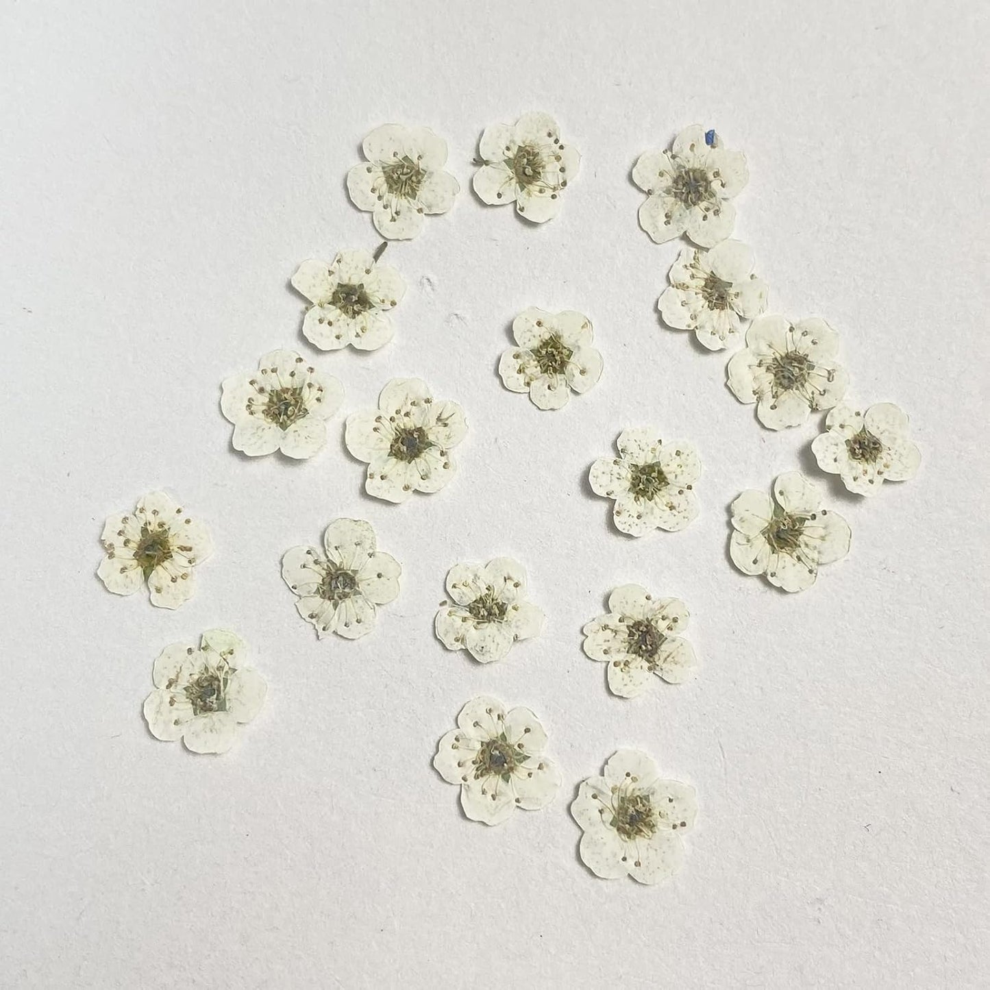 Pressed Flower for Resin Small Plum Blossom Narcissus, Dried Flower, Real Flower, Nail Flower Material, Glue Drop, Mobile Phone case, Hand Made 100pcs/pack (White)