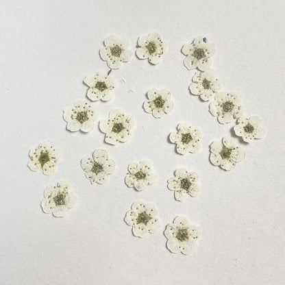Pressed Flower for Resin Small Plum Blossom Narcissus, Dried Flower, Real Flower, Nail Flower Material, Glue Drop, Mobile Phone case, Hand Made 100pcs/pack (White)