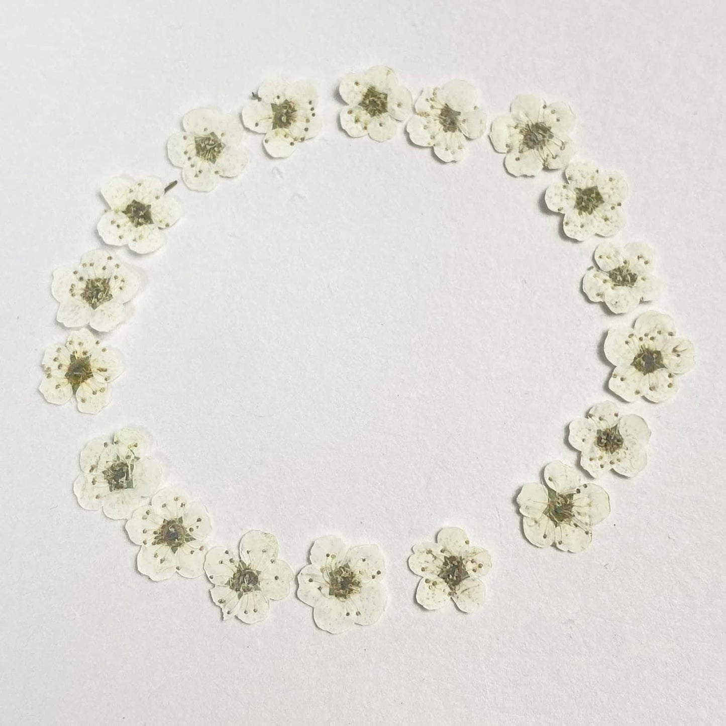 Pressed Flower for Resin Small Plum Blossom Narcissus, Dried Flower, Real Flower, Nail Flower Material, Glue Drop, Mobile Phone case, Hand Made 100pcs/pack (White)