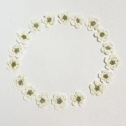 Pressed Flower for Resin Small Plum Blossom Narcissus, Dried Flower, Real Flower, Nail Flower Material, Glue Drop, Mobile Phone case, Hand Made 100pcs/pack (White)