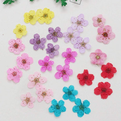 Pressed Flower for Resin Small Plum Blossom Narcissus, Dried Flower, Real Flower, Nail Flower Material, Glue Drop, Mobile Phone case, Hand Made 100pcs/pack (White)