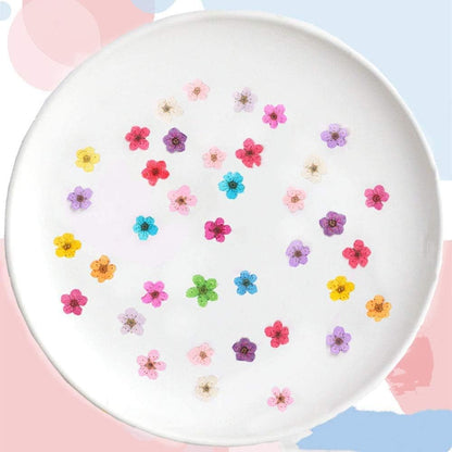 Pressed Flower for Resin Small Plum Blossom Narcissus, Dried Flower, Real Flower, Nail Flower Material, Glue Drop, Mobile Phone case, Hand Made 100pcs/pack (White)