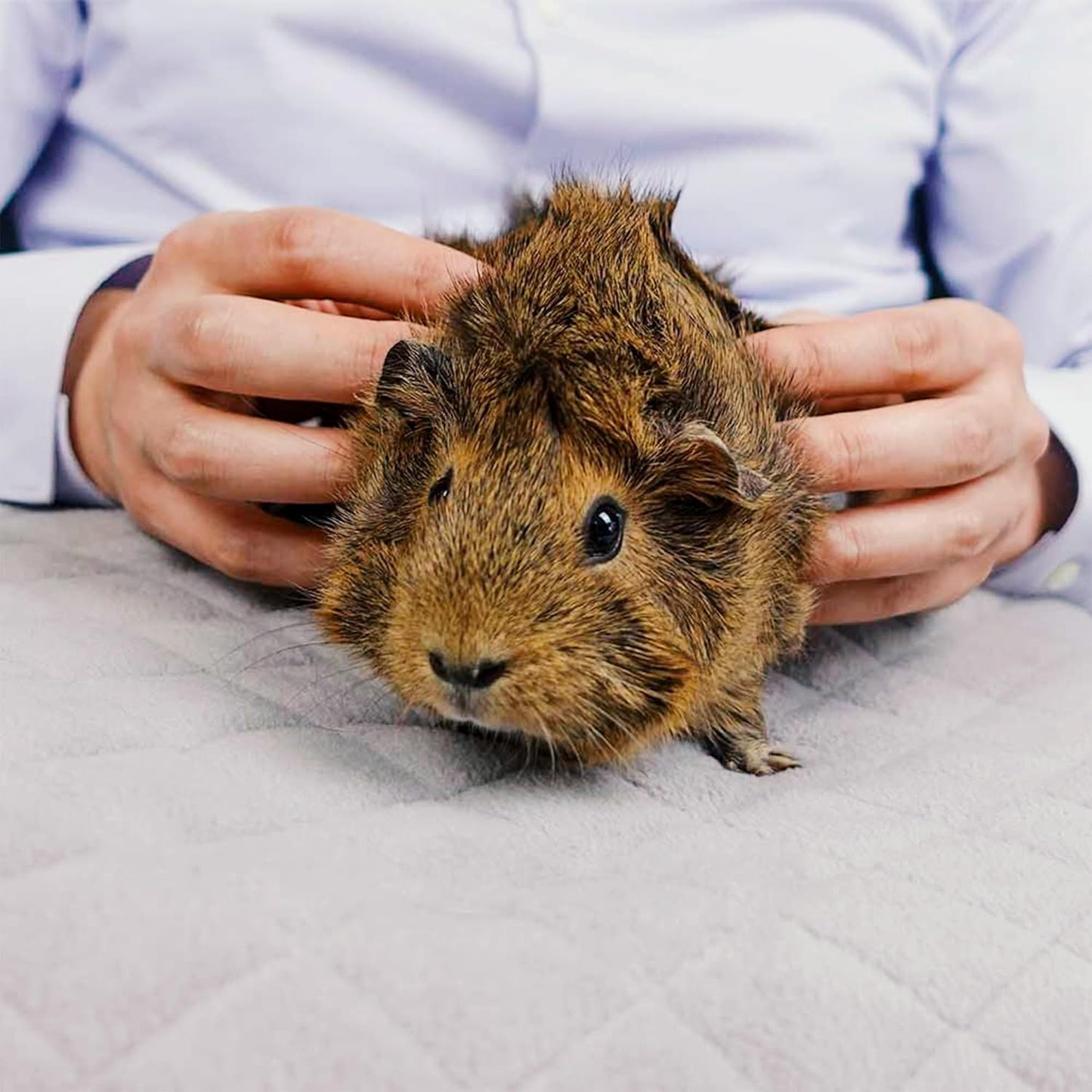 Original Liner - Yellow Fleece Guinea Pig Bedding - Reusable Guinea Pig Cage Liner - Extra Absorbent with Waterproof Bottom and Burrowing Pocket - Small Pet Supplies - 2x3 C&C