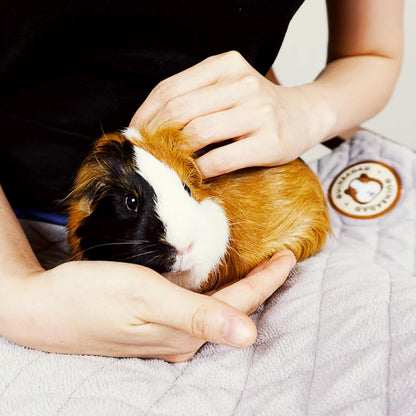 Original Liner - Yellow Fleece Guinea Pig Bedding - Reusable Guinea Pig Cage Liner - Extra Absorbent with Waterproof Bottom and Burrowing Pocket - Small Pet Supplies - 2x3 C&C