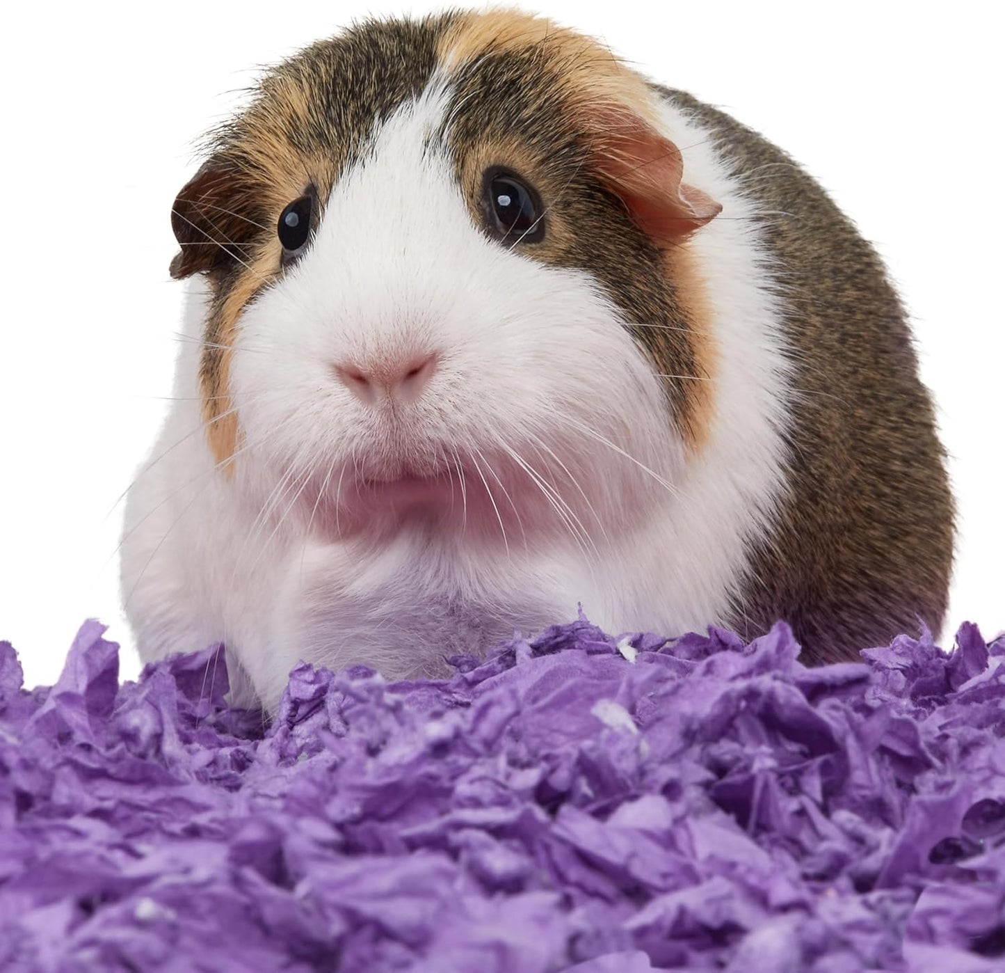 Clean & Cozy Confetti Bedding for Pet Guinea Pigs, Rabbits, Hamsters, Gerbils, and Chinchillas, 49.2 Liters