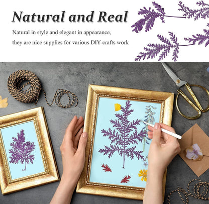 Large Size Golden Yellow Dried Sunflowers for Crafts Embellishment, Natural Real Pressed African Daisy for Resin DIY Jewellery Candle Making Phone Case Home Wedding Decor (3.14-3.54IN)