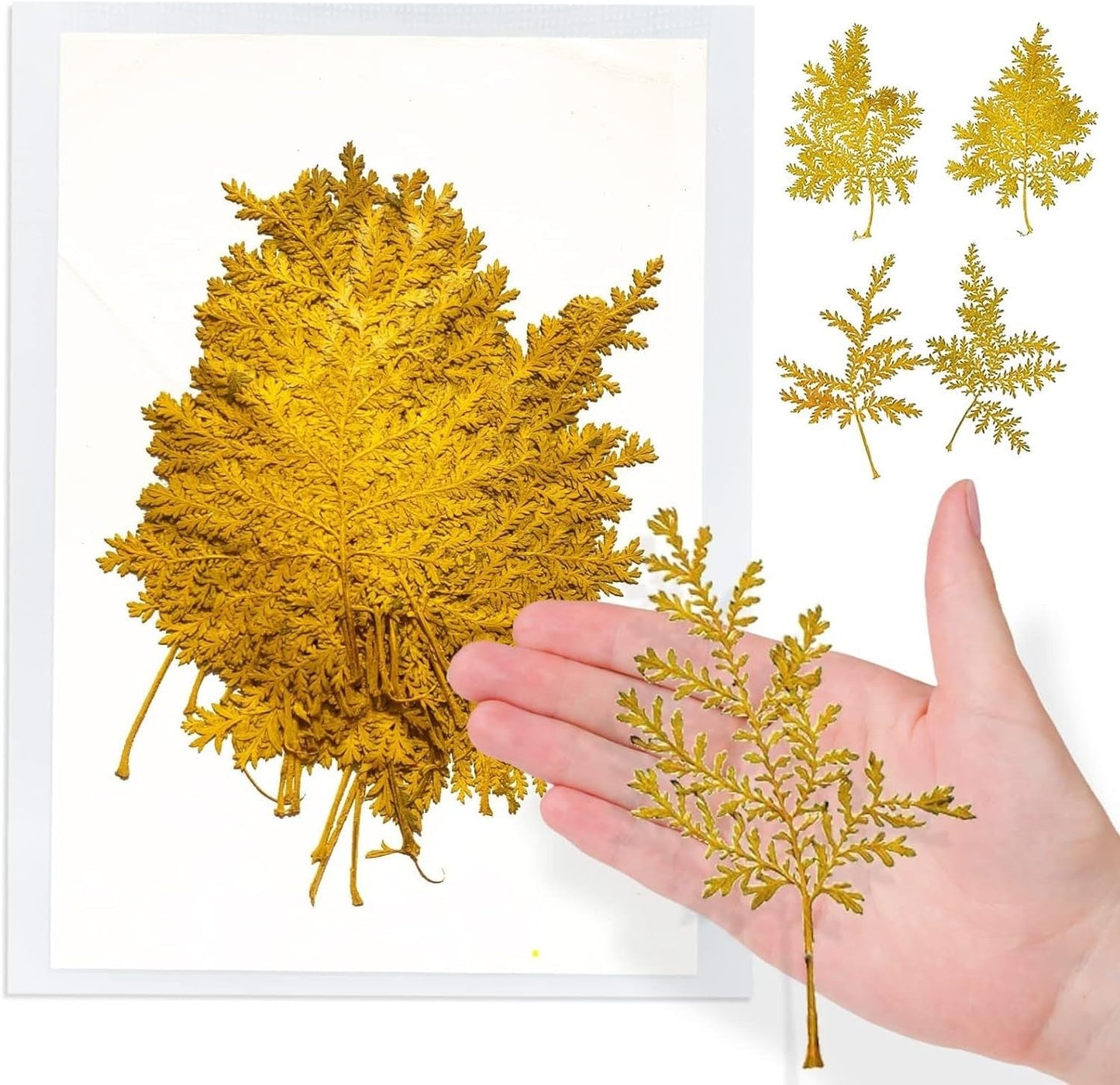 Large Size Golden Yellow Dried Sunflowers for Crafts Embellishment, Natural Real Pressed African Daisy for Resin DIY Jewellery Candle Making Phone Case Home Wedding Decor (3.14-3.54IN)