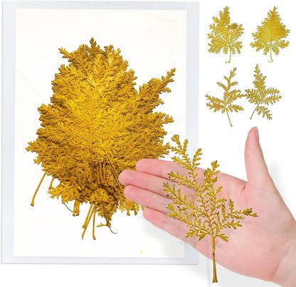 Large Size Golden Yellow Dried Sunflowers for Crafts Embellishment, Natural Real Pressed African Daisy for Resin DIY Jewellery Candle Making Phone Case Home Wedding Decor (3.14-3.54IN)