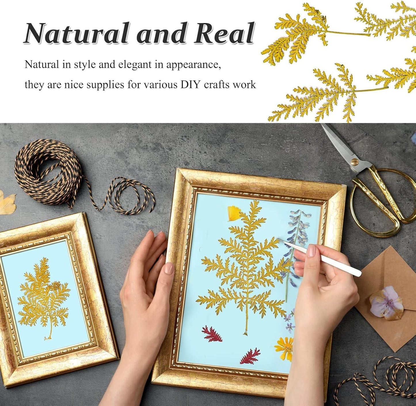 Large Size Golden Yellow Dried Sunflowers for Crafts Embellishment, Natural Real Pressed African Daisy for Resin DIY Jewellery Candle Making Phone Case Home Wedding Decor (3.14-3.54IN)