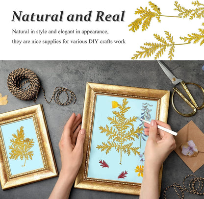 Large Size Golden Yellow Dried Sunflowers for Crafts Embellishment, Natural Real Pressed African Daisy for Resin DIY Jewellery Candle Making Phone Case Home Wedding Decor (3.14-3.54IN)