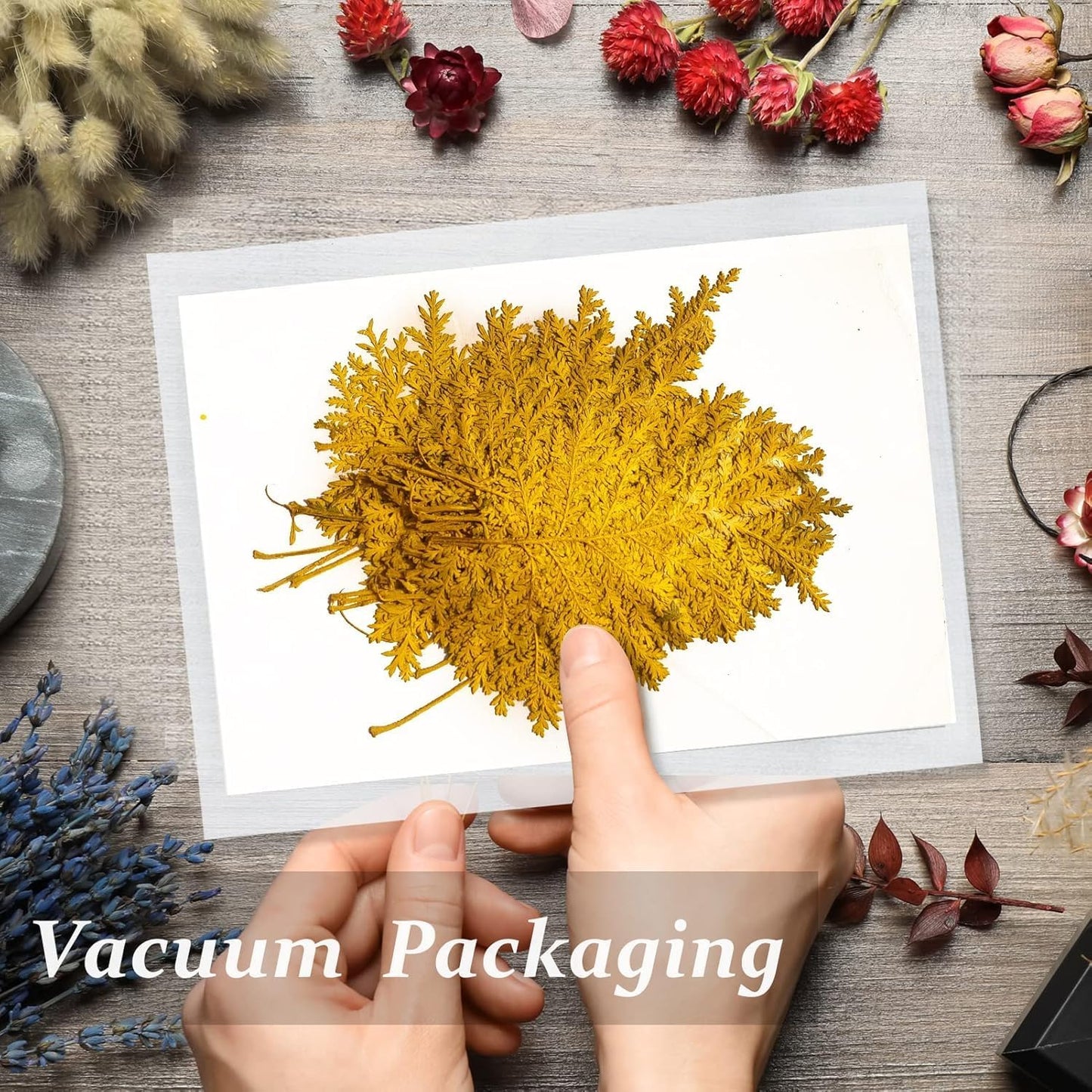 Large Size Golden Yellow Dried Sunflowers for Crafts Embellishment, Natural Real Pressed African Daisy for Resin DIY Jewellery Candle Making Phone Case Home Wedding Decor (3.14-3.54IN)