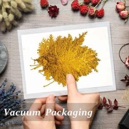 Large Size Golden Yellow Dried Sunflowers for Crafts Embellishment, Natural Real Pressed African Daisy for Resin DIY Jewellery Candle Making Phone Case Home Wedding Decor (3.14-3.54IN)