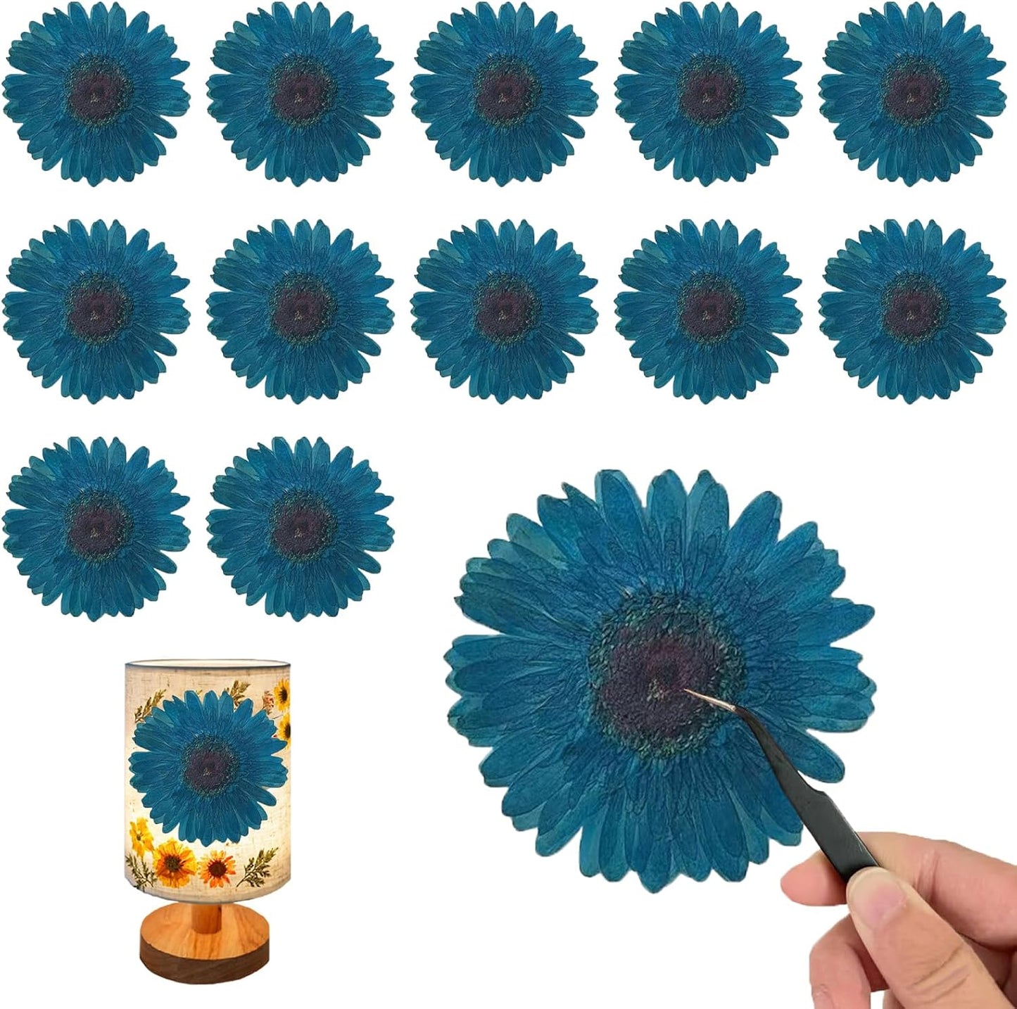 Large Size Golden Yellow Dried Sunflowers for Crafts Embellishment, Natural Real Pressed African Daisy for Resin DIY Jewellery Candle Making Phone Case Home Wedding Decor (3.14-3.54IN)