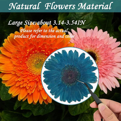 Large Size Golden Yellow Dried Sunflowers for Crafts Embellishment, Natural Real Pressed African Daisy for Resin DIY Jewellery Candle Making Phone Case Home Wedding Decor (3.14-3.54IN)