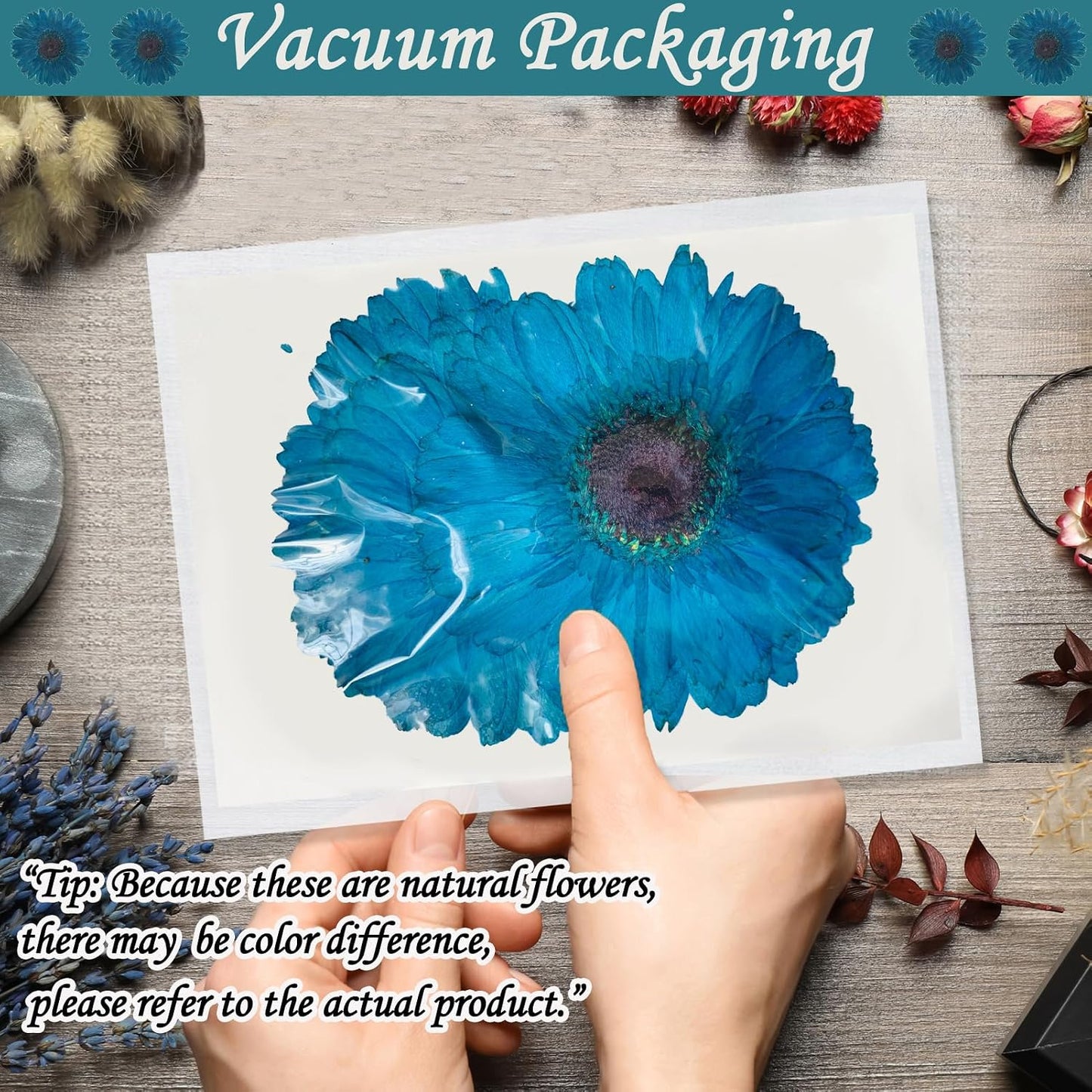 Large Size Golden Yellow Dried Sunflowers for Crafts Embellishment, Natural Real Pressed African Daisy for Resin DIY Jewellery Candle Making Phone Case Home Wedding Decor (3.14-3.54IN)