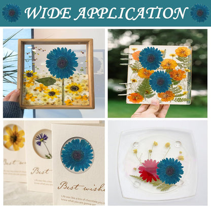 Large Size Golden Yellow Dried Sunflowers for Crafts Embellishment, Natural Real Pressed African Daisy for Resin DIY Jewellery Candle Making Phone Case Home Wedding Decor (3.14-3.54IN)