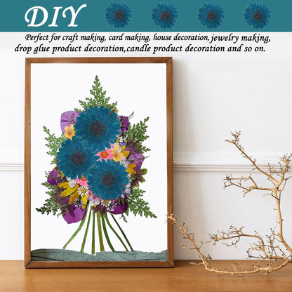 Large Size Golden Yellow Dried Sunflowers for Crafts Embellishment, Natural Real Pressed African Daisy for Resin DIY Jewellery Candle Making Phone Case Home Wedding Decor (3.14-3.54IN)