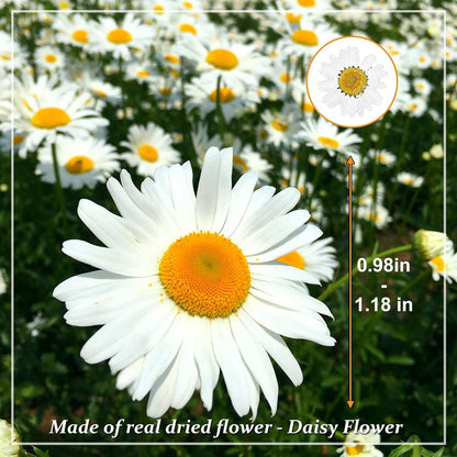 Large Size Golden Yellow Dried Sunflowers for Crafts Embellishment, Natural Real Pressed African Daisy for Resin DIY Jewellery Candle Making Phone Case Home Wedding Decor (3.14-3.54IN)