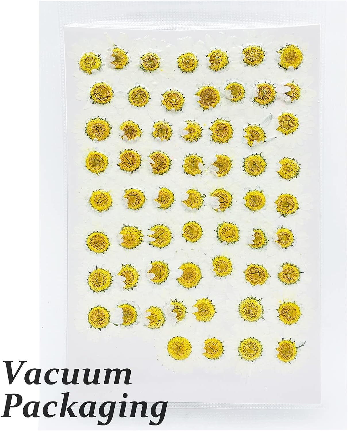 Large Size Golden Yellow Dried Sunflowers for Crafts Embellishment, Natural Real Pressed African Daisy for Resin DIY Jewellery Candle Making Phone Case Home Wedding Decor (3.14-3.54IN)